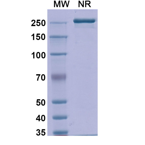 Anti-Human CD20 Reference Antibody (Detumomab, RUO)
