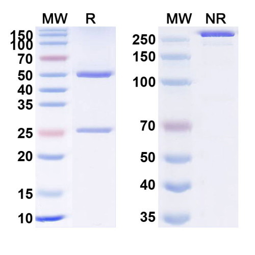 Anti-Human Pentraxin 2/SAP Reference Antibody (Dezamizumab, RUO)