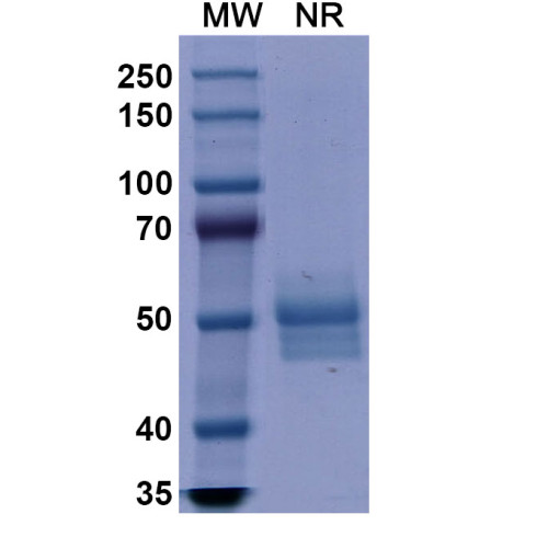 Research Grade Dulaglutide