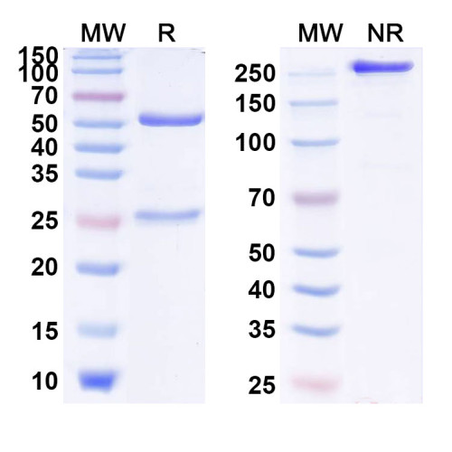 Anti-Human IGF-I/IGF-1 Reference Antibody (Dusigitumab, RUO) Anti-Human IGF-I/IGF-1 Reference Antibody (Dusigitumab, RUO)