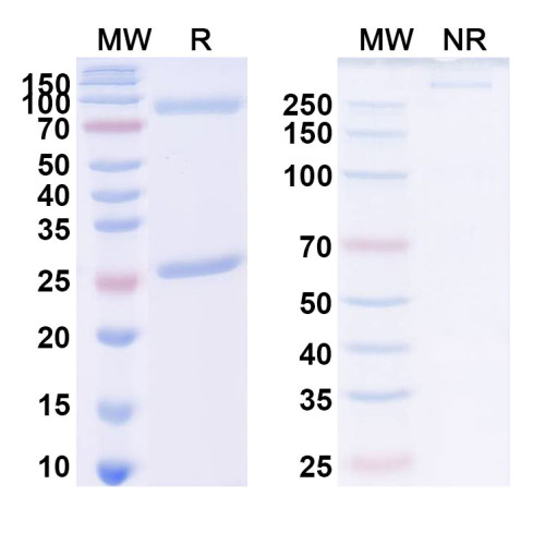 Anti-Endotoxin/LipidA Reference Antibody (Edobacomab, RUO) Anti-Endotoxin/LipidA Reference Antibody (Edobacomab, RUO)