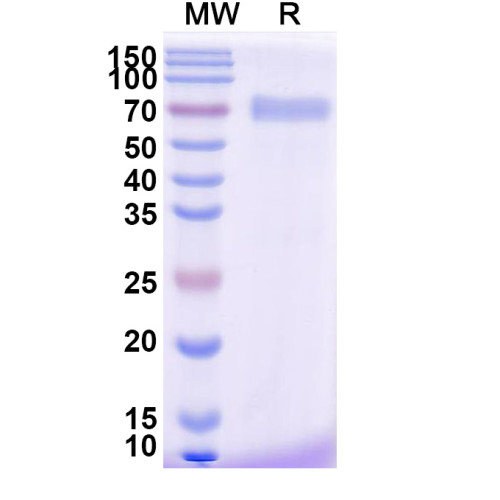 Research Grade Efmitermant alfa