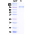 Research Grade Efmitermant alfa