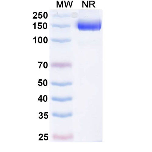 Research Grade Efparepoetin Alfa Research Grade Efparepoetin Alfa
