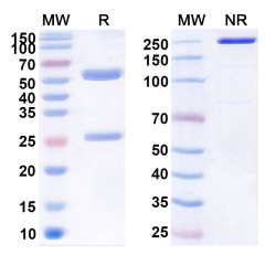 Anti-Human IL-6 Reference Antibody (Elsilimomab, RUO)