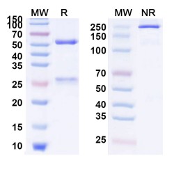 Anti-Human IL-9 Reference Antibody (Enokizumab, RUO)