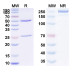 Anti-Human CRLR/CALCRL Reference Antibody (Erenumab, RUO) Anti-Human CRLR/CALCRL Reference Antibody (Erenumab, RUO)