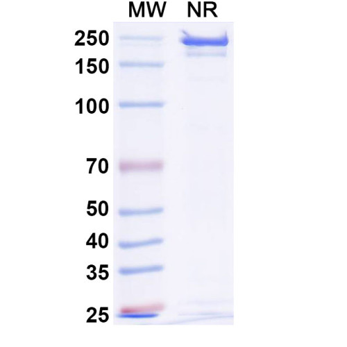 Anti-Human CD3&PRAME Reference Antibody (Etentamig, RUO) Anti-Human CD3&PRAME Reference Antibody (Etentamig, RUO)