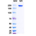 Anti-Human 4-1BB Ligand/TNFSF9 Reference Antibody (Evunzekibart, RUO) Anti-Human 4-1BB Ligand/TNFSF9 Reference Antibody (Evunzekibart, RUO)