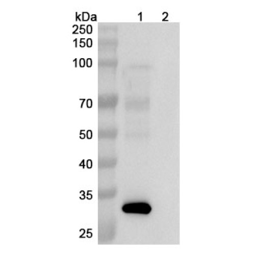 Anti-Human TGF-alpha&Epiregulin Reference Antibody (Fepixnebart, RUO)