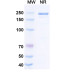 Anti-Human TGF-alpha&Epiregulin Reference Antibody (Fepixnebart, RUO)