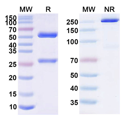 Anti-Human PD-1 Reference Antibody (Finotonlimab, RUO) Anti-Human PD-1 Reference Antibody (Finotonlimab, RUO)