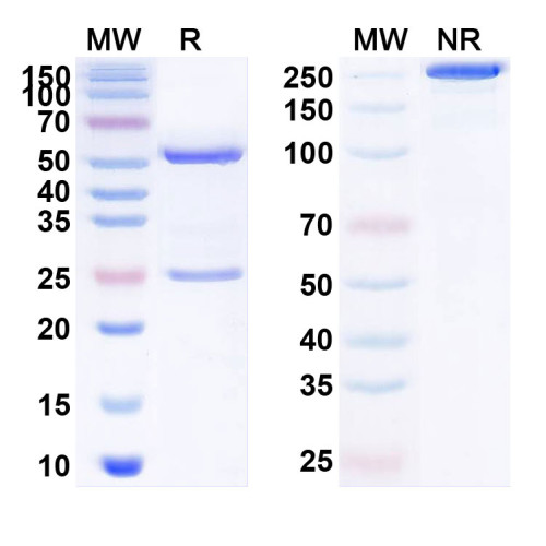 Anti-Influenza A virus HA/Hemagglutinin Reference Antibody (Firivumab, RUO) Anti-Influenza A virus HA/Hemagglutinin Reference Antibody (Firivumab, RUO)