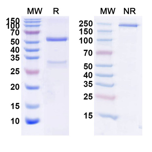 Anti-Human CD3 epsilon Reference Antibody (Foralumab, RUO) Anti-Human CD3 epsilon Reference Antibody (Foralumab, RUO)