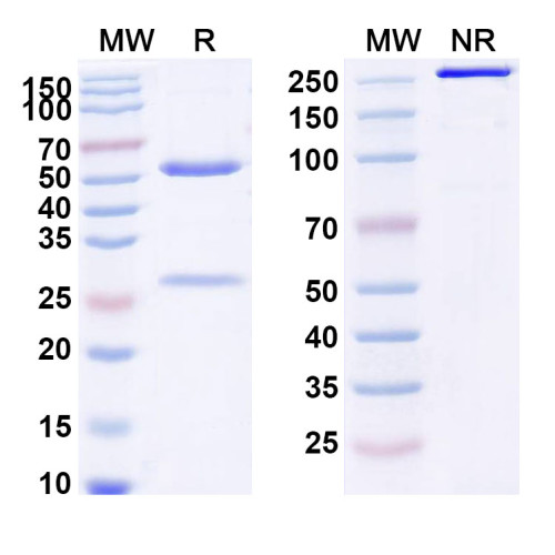 Anti-Human GPRC5D&CD3 Reference Antibody (Forimtamig, RUO) Anti-Human GPRC5D&CD3 Reference Antibody (Forimtamig, RUO)