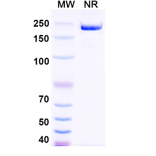 Anti-Human INHBA Reference Antibody (Garetosmab, RUO) Anti-Human INHBA Reference Antibody (Garetosmab, RUO)