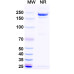 Anti-Human INHBA Reference Antibody (Garetosmab, RUO) Anti-Human INHBA Reference Antibody (Garetosmab, RUO)
