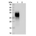 Anti-Human PD-1 Reference Antibody (Gilvetmab, RUO)