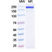Anti-Human IL-17A/F Heterodimer Reference Antibody (Gumokimab, RUO)