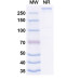 Anti-Human PLEC/Plectin Reference Antibody (Ibentatug, RUO)