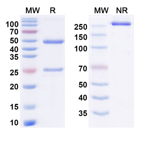 Anti-Human LAG-3 Reference Antibody (Ieramilimab, RUO)