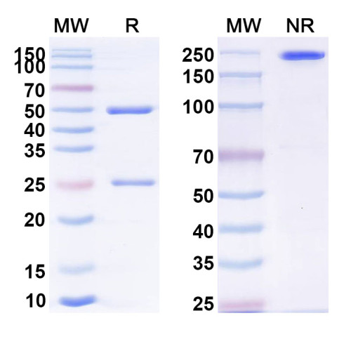 Anti-Human Siglec-2/CD22 Reference Antibody (Immurait-Ll2Mab, RUO)