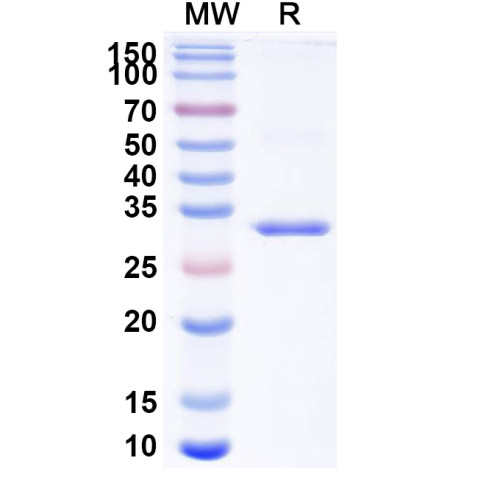 Anti-Human ADAMTSL5/THSD6 & ALB Bispecific Reference Antibody (Isecarosmab, RUO)
