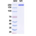 Anti-Human M-CSF R/CD115 Reference Antibody (Ly3022855, RUO)