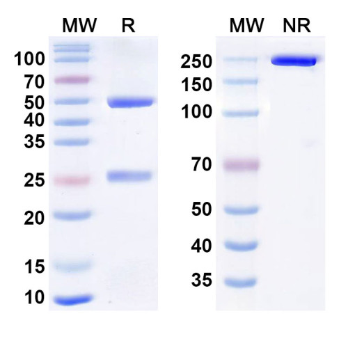Anti-Ebolavirus GP/Glycoprotein Reference Antibody (Larcaviximab, RUO) Anti-Ebolavirus GP/Glycoprotein Reference Antibody (Larcaviximab, RUO)
