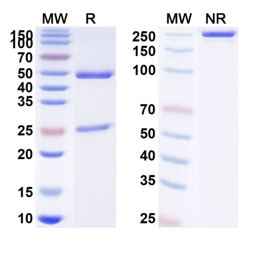 Anti-Influenza B virus HA/Hemagglutinin Reference Antibody (Lesofavumab, RUO)