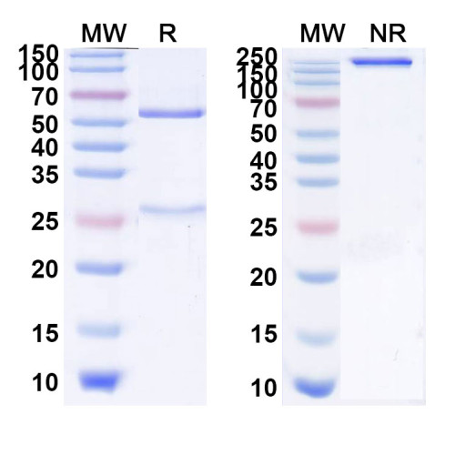 Anti-Human TGF-beta 1 Reference Antibody (Linavonkibart, RUO) Anti-Human TGF-beta 1 Reference Antibody (Linavonkibart, RUO)