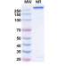 Anti-Human CD152/CTLA4 & CD279/PD-1 Bispecific Reference Antibody (Lorigerlimab, RUO) Anti-Human CD152/CTLA4 & CD279/PD-1 Bispecific Reference Antibody (Lorigerlimab, RUO)