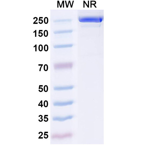 Anti-Human Lipoprotein a Reference Antibody (Lpathomab, RUO) Anti-Human Lipoprotein a Reference Antibody (Lpathomab, RUO)