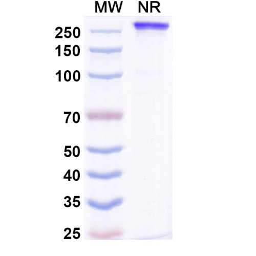 Research Grade Lucorafusp Alfa Research Grade Lucorafusp Alfa
