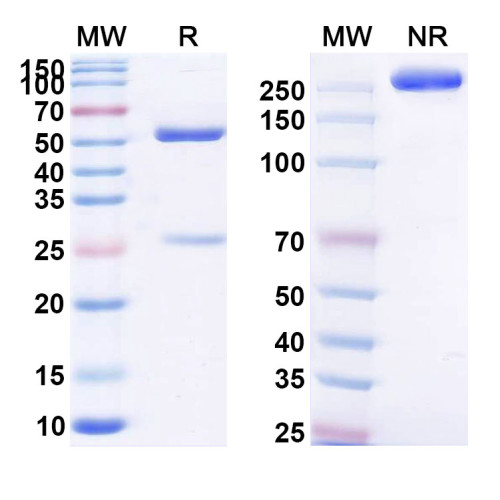 Anti-Human CD23 Reference Antibody (Lumiliximab, RUO) Anti-Human CD23 Reference Antibody (Lumiliximab, RUO)