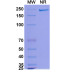 Anti-Human CD19 Reference Antibody (Mdx-1342, RUO)