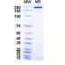 Anti-Human CD19 Reference Antibody (Mdx-1342, RUO)