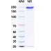 Anti-Human CXCR4 Reference Antibody (Medi3185, RUO)