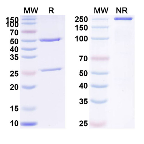 Anti-Ebolavirus GP/Glycoprotein Reference Antibody (Maftivimab, RUO)