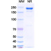 Anti-SARS-CoV-2 RBD Reference Antibody (Masavibart, RUO)