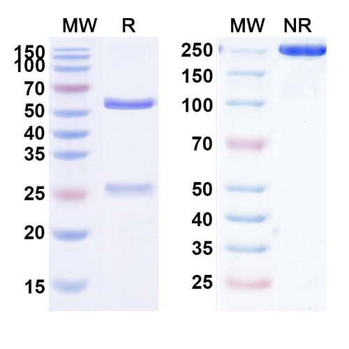 Anti-Human GM-CSF R alpha Reference Antibody (Mavrilimumab, RUO) Anti-Human GM-CSF R alpha Reference Antibody (Mavrilimumab, RUO)