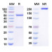 Anti-Human B7-H3 Reference Antibody (Mirzotamab, RUO) Anti-Human B7-H3 Reference Antibody (Mirzotamab, RUO)