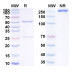 Anti-Human DLL4 & VEGFA Bispecific Reference Antibody (Navicixizumab, RUO) Anti-Human DLL4 & VEGFA Bispecific Reference Antibody (Navicixizumab, RUO)