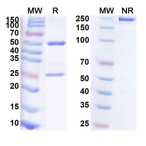 Anti-Influenza A virus HA/Hemagglutinin Reference Antibody (Navivumab, RUO)