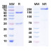 Anti-Human TNF-alpha Reference Antibody (Nerelimomab, RUO) Anti-Human TNF-alpha Reference Antibody (Nerelimomab, RUO)