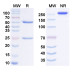 Anti-Human IL-17A/F Heterodimer Reference Antibody (Netakimab, RUO)