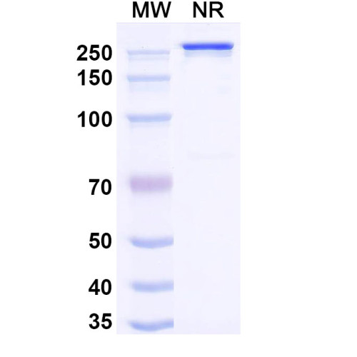 Anti-Human ErbB3/Her3 Reference Antibody (Nezutatug, RUO)