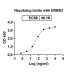 Anti-Human ErbB3/Her3 Reference Antibody (Nezutatug, RUO)