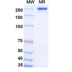 Anti-Human IL-6 Reference Antibody (Olokizumab, RUO)