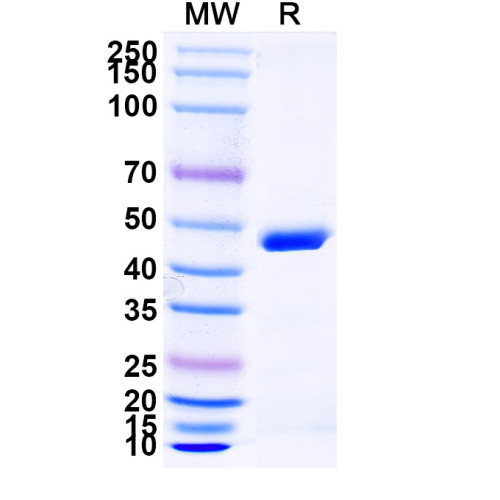 Anti-Human TNFA & ALB Bispecific Reference Antibody (Ozoralizumab, RUO)